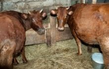 Росія може знову обмежити поставки молочної продукції з Білорусі