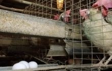 Украинские яичные продукты начнут поставлять на рынок ЕС уже с июля