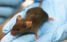 Ученые из США разработали "прорывной" антибиотик