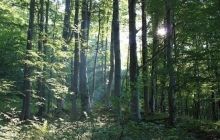 В Черкасской области ищут двух заблудившихся в лесу малолетних братьев
