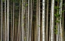 В горсовете Ирпеня проходит обыск