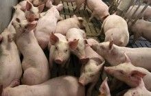 Білорусь тимчасово обмежила ввезення свинини з двох областей України