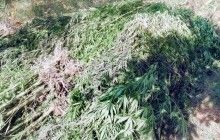 В Олевске полиция изъяла у 21-летнего мужчины 4 килограмма конопли