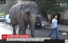 По центру Одессы прогуливался слон (видео)