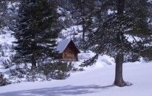 У Росії ведмідь вкрав у мисливця дві рушниці і втік