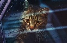 Сегодня в Киеве задождит и поднимется ветер