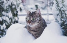 22 января: какой сегодня народный праздник и приметы погоды