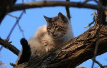 Погода приготовила украинцам теплый сюрприз: разогреет до +10° (карта)