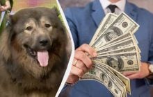Найдорожчого собаку у світі продали за 6 млн доларів: що це за пес